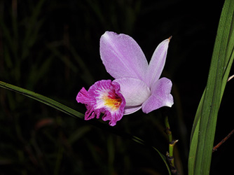 Arundina graminifolia (D. Don) Hochr. 竹叶兰334.jpg